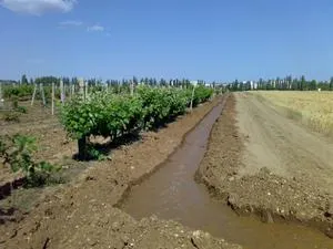 Описание способов весеннего полива винограда