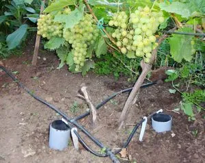Особенности подземного полива винограда весной