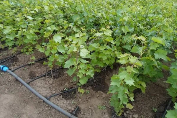 Удобрения и способы подкормки винограда весной