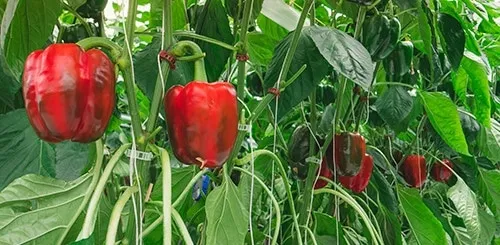 Болгарские перцы краснеют на кусту