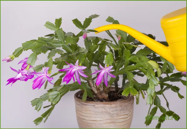 Цветок декабрист: уход в домашних условиях, размножение, фото, приметы