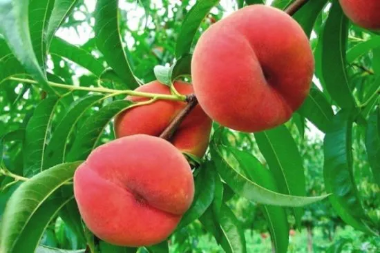 Персики, выращенные самостоятельно