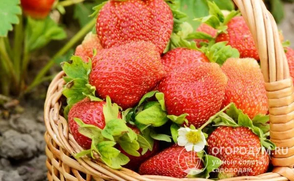 Первые ягоды часто имеют гребневидную форму и не отличаются однородностью, что не лишает их товарной привлекательности и не сказывается на вкусовых качествах
