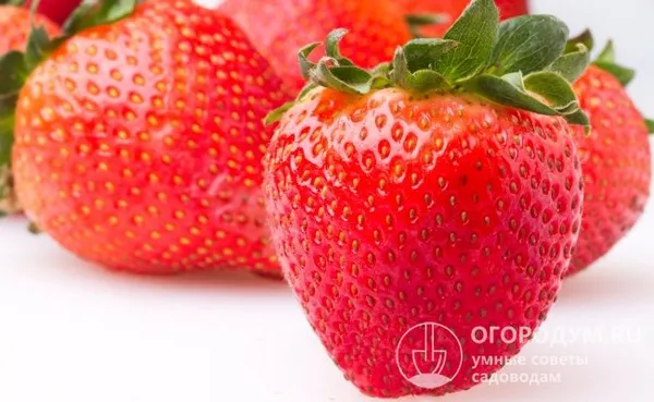 Высокие товарные качества и крупные размеры ягод облегчают сбор урожая