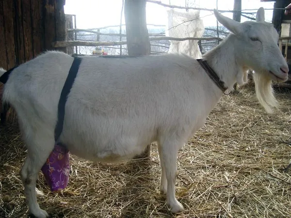 Бондаж на вымени у козы