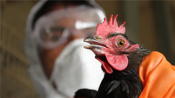 Курица с птичьим гриппом