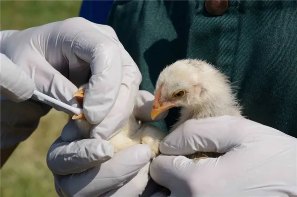 Проверка цыплят на птичий грипп