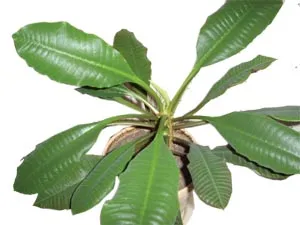 Молочай беложилковый (Euphorbia leuconeura)