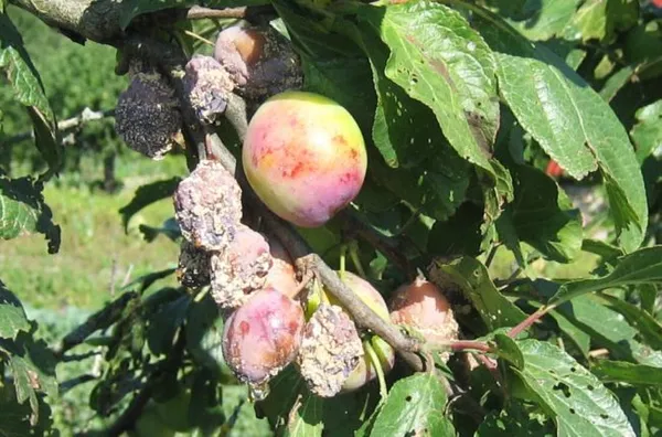 Гниение плодов на ветках сливы в середине лета вследствие грибкового заболевания