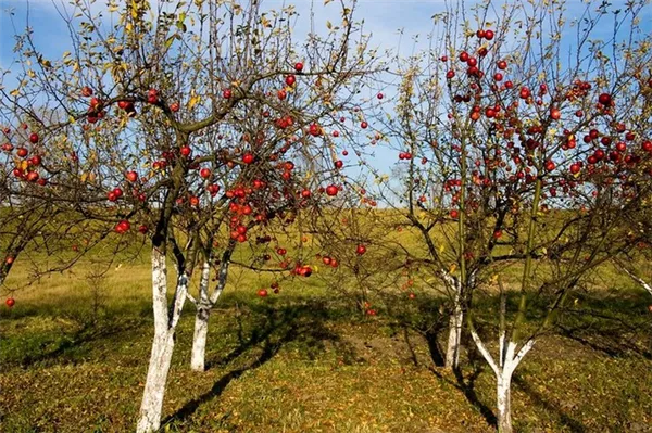яблоневый сад осенью