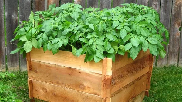 Пошаговое руководство по выращиванию картофеля в ящиках и коробах