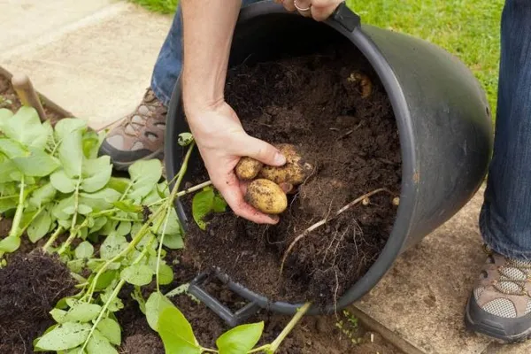 Выращивание картофеля в ведре