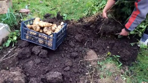 Как сажать картофель в ящики и собирать по ведру с куста