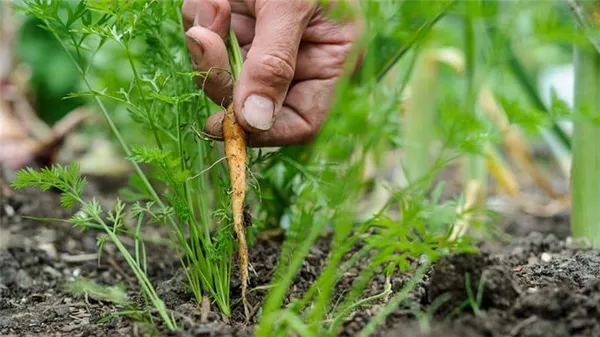 Разбор ошибок при выращивании: почему морковь горчит и как этого не допустить