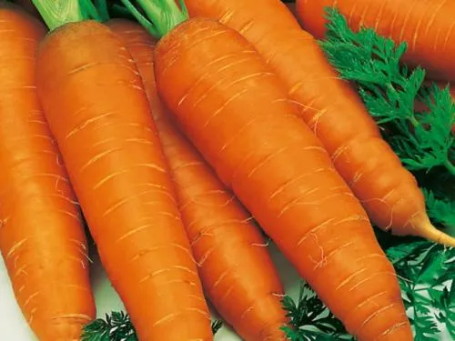 Почему горчит морковь свежая с грядки. Почему морковь вырастает горькой