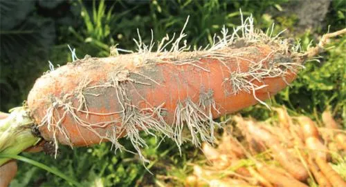 Почему горчит морковь свежая. 5 причин горечи моркови и 4 способа ее предотвратить 02
