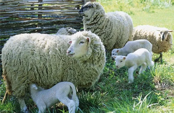 Разведение овец в домашних условиях