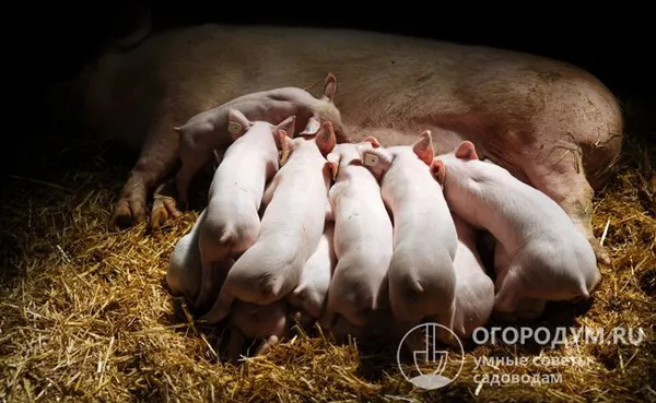 Новорожденные поросята получают пассивный иммунитет от вакцинированных свиноматок