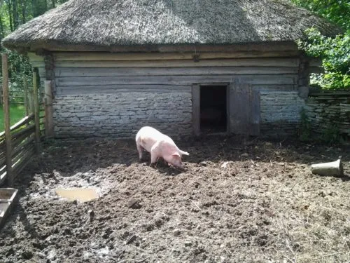 Открытый загон для свиней