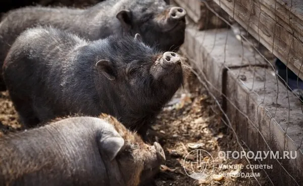 Уход за вьетнамскими свиньями достаточно прост, поэтому среди фермеров данная порода с каждым годом становится все популярнее