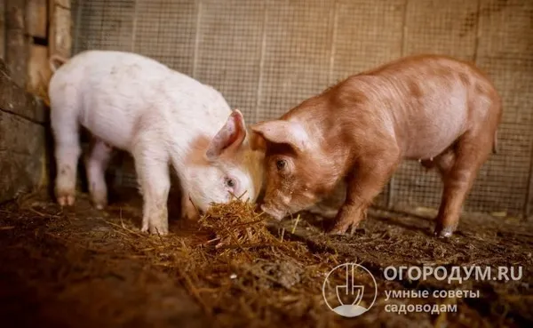 Правильно построенный свинарник – один из важных факторов, способствующих быстрому росту животных, их крепкому здоровью и, следовательно, получению мяса высокого качества