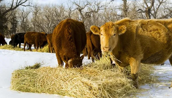 сколько сена надо корове на зиму фото