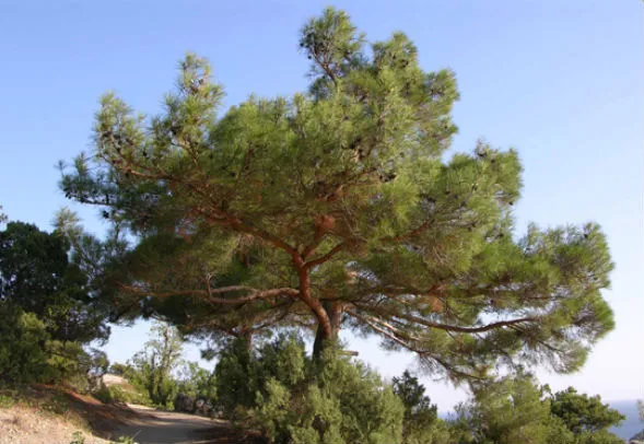 Дерево Сосны Палласа, Крымской