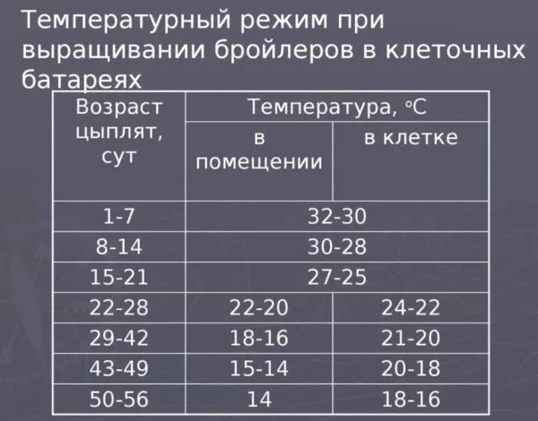 Температурный режим для выращивания бройлеров таблица