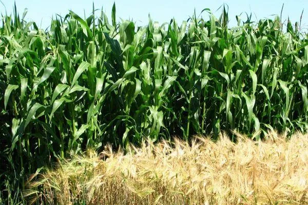 Кукуруза в поле
