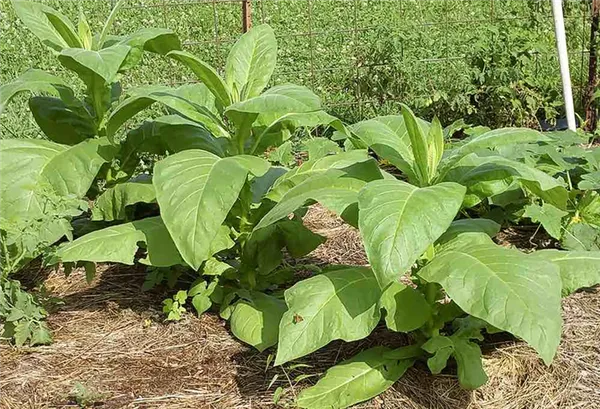 Как вырастить табак на своём огороде