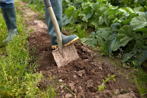 подготовка почвы для посадки гортензии