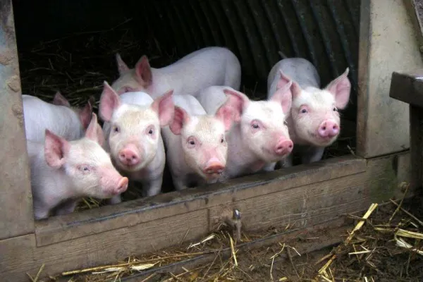 Глисты у свиней: как вывести быстро и эффективно