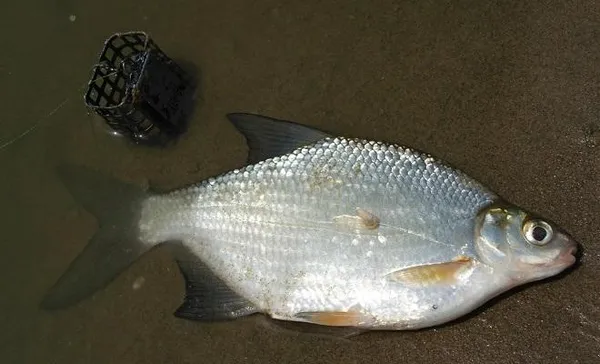 HARIUZ.RU - Лучшая информация о рыбе и способах её ловли