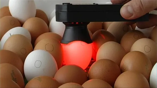 Просвечивание яиц овоскопом