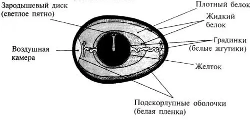 Схема строения яйца с зародышевым диском