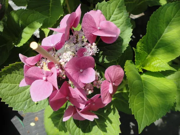 Лето &amp;amp;amp;amp;amp;amp;amp;amp;amp;amp;ndash; пора, когда в садовых центрах появляются великолепные цветущие гортензии. Фото автора