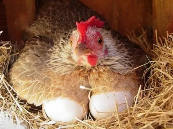 Несушка с яйцами в гнезде