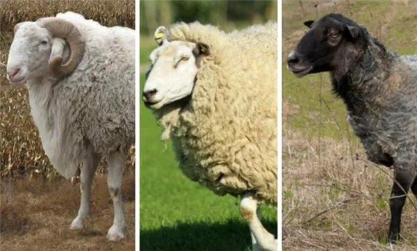 разведение мясных овец