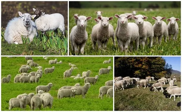 разведение мясных овец