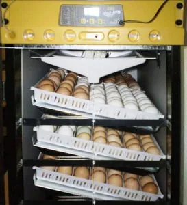 avtomaticheskij-inkubator