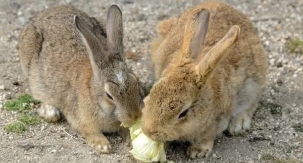 Кролики едят капусту