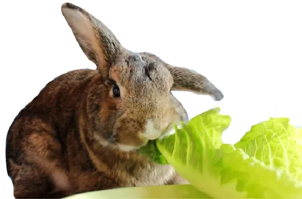 Китайский салат, кольраби, брокколи и цветная капуста полезны кроликам