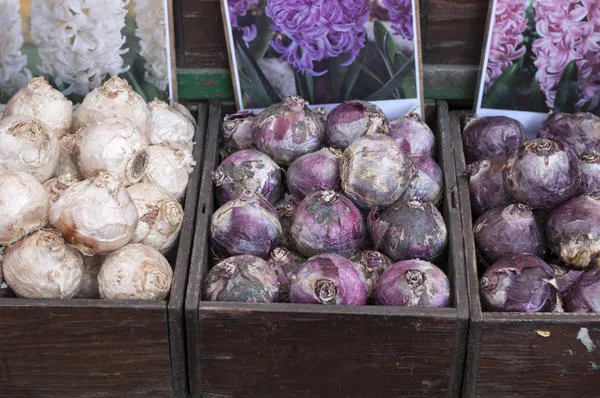 Луковицы гиацинтов на рынке