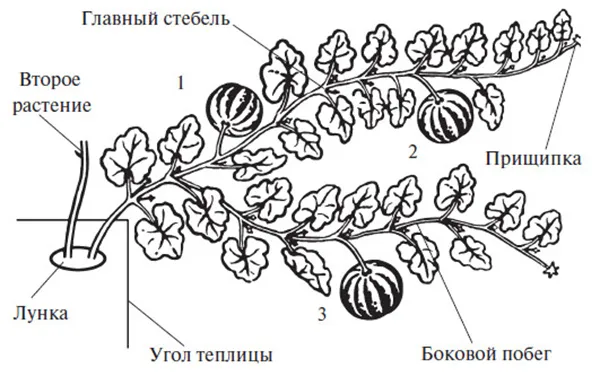 Формирование арбуза в два стебля