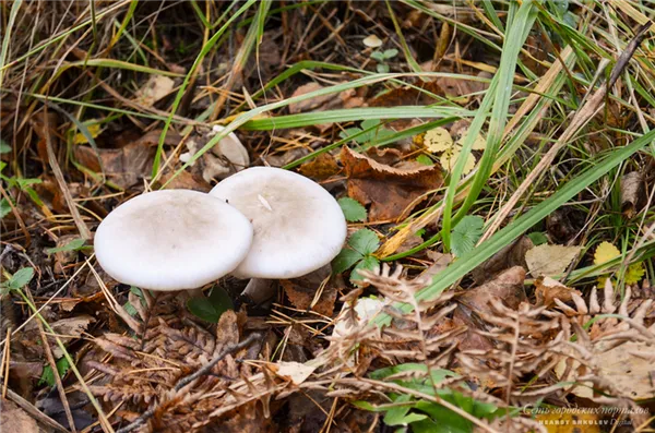 Любые грибы могут вызвать расстройство пищеварения