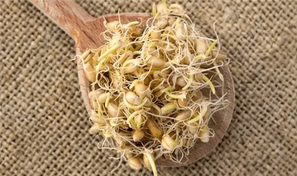 Как правильно прорастить пшеницу в домашних условиях для еды?