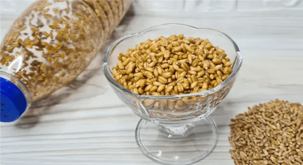 Как правильно прорастить пшеницу в домашних условиях для еды?