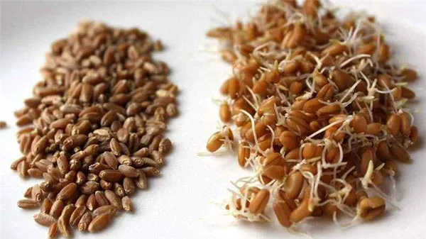 Пошаговое руководство, как прорастить пшеницу в домашних условиях