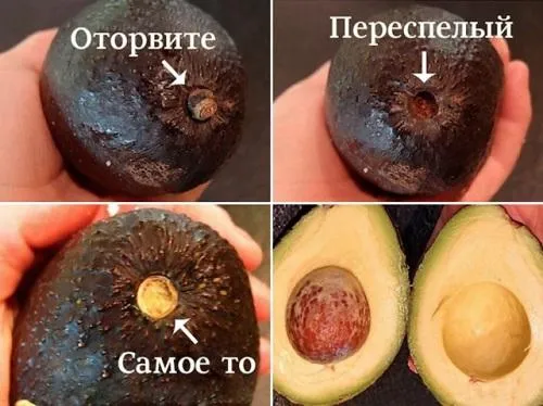 Выбор авокадо по черенку