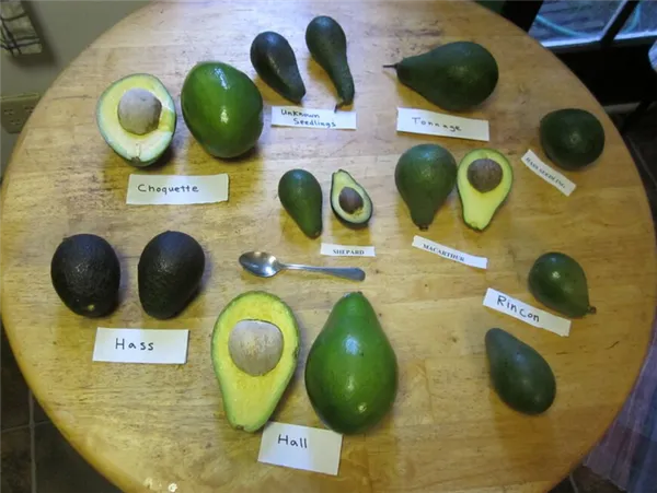 Различные сорта авокадо